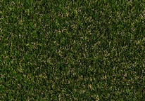Rosemary-3